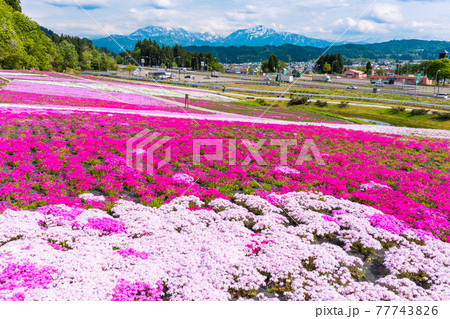 芝桜公園と越後三山 77743826