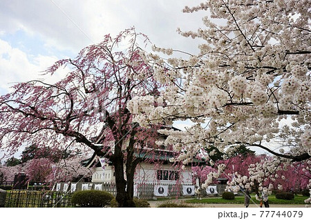 桜の名所　弘前公園 77744079