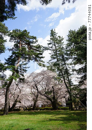桜の名所　弘前公園 77744081