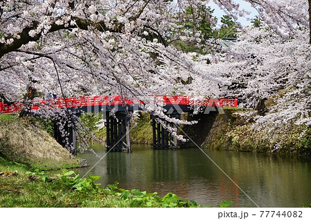 桜の名所 弘前公園杉の大橋 桜の名所 弘前公園杉の大橋 77744082