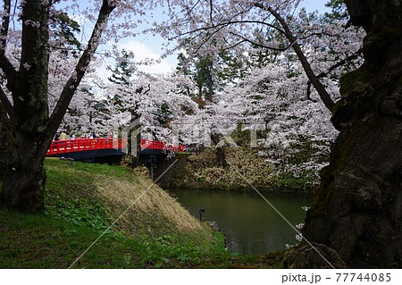桜の名所　弘前公園杉の大橋 77744085