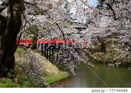 桜の名所　弘前公園杉の大橋 77744086