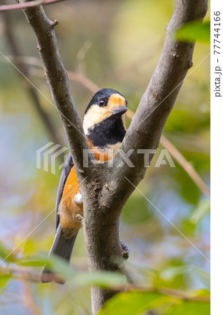 鳴き真似や芸をこなす器用な鳥 ヤマガラの写真素材