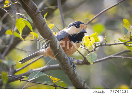 鳴き真似や芸をこなす器用な鳥 ヤマガラの写真素材