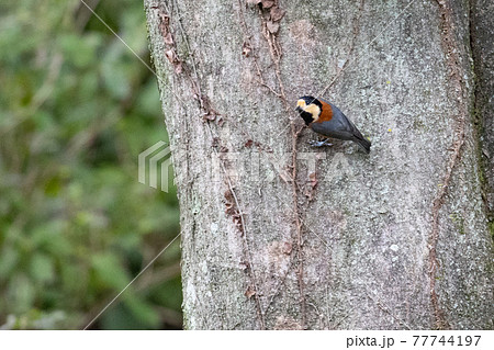 鳴き真似や芸をこなす器用な鳥 ヤマガラ 77744197