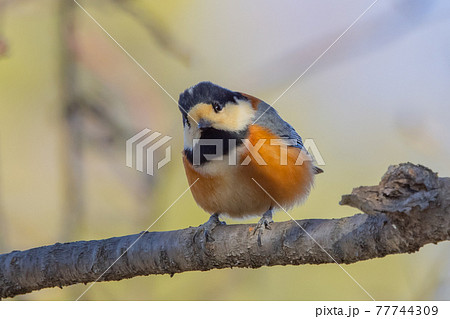 鳴き真似や芸をこなす器用な鳥 ヤマガラ 77744309