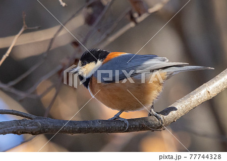 鳴き真似や芸をこなす器用な鳥 ヤマガラの写真素材