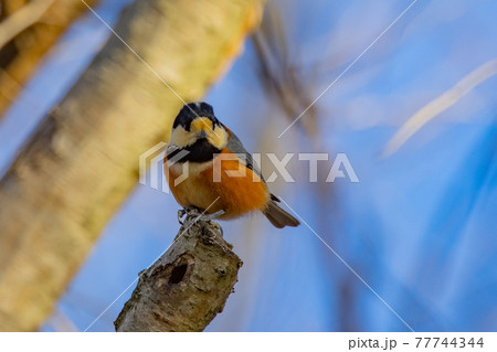 鳴き真似や芸をこなす器用な鳥 ヤマガラの写真素材
