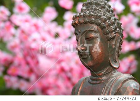 Buddha Statue in Outdoor Garden With Blurred Background 77744773