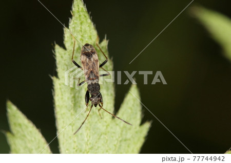 生き物 昆虫 コバネヒョウタンナガカメムシ、体長六ミリほどで黒くて細長い体。お尻がはみ出す短い翅 生き物 昆虫 コバネヒョウタンナガカメムシ、体長六ミリほどで黒くて細長い体。お尻がはみ出す短い翅 77744942