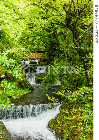 京都 貴船川の川床 京都 貴船川の川床 77744958