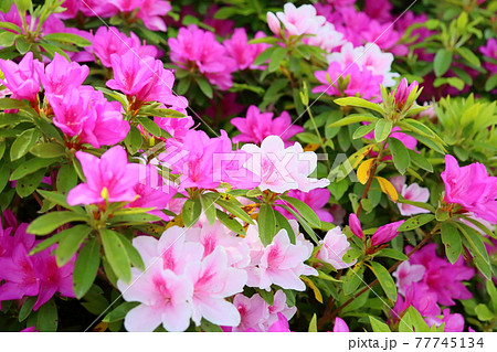 ヒラドツツジの花 ヒラドツツジの花 77745134