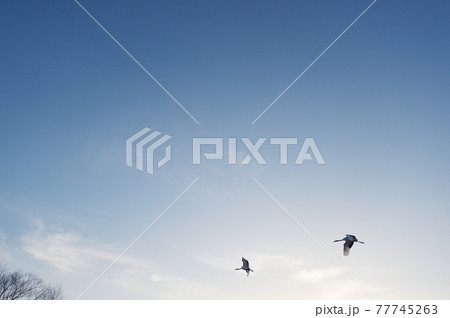 青空を飛ぶ二羽のタンチョウ（北海道・鶴居） 77745263
