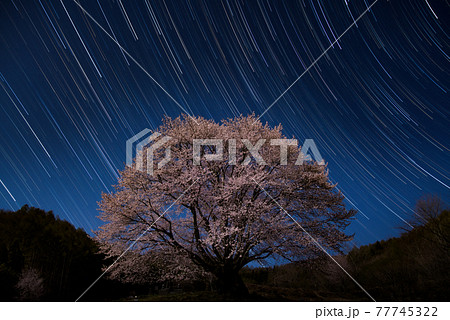 天王桜のスタートレイル　群馬県片品村　尾瀬　絶景撮影スポット 77745322