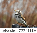 ツグミ 77745330