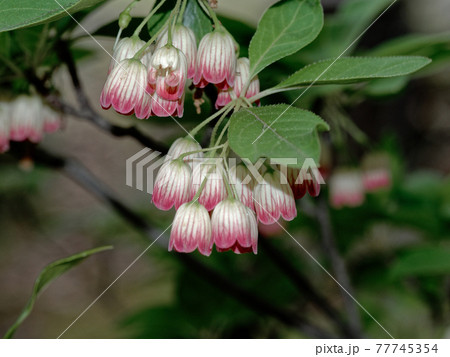 サラサドウダンの花 サラサドウダンの花 77745354