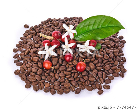 Coffee beans and green leaf and white flower isolated on white background Coffee beans and green leaf and white flower isolated on white background 77745477
