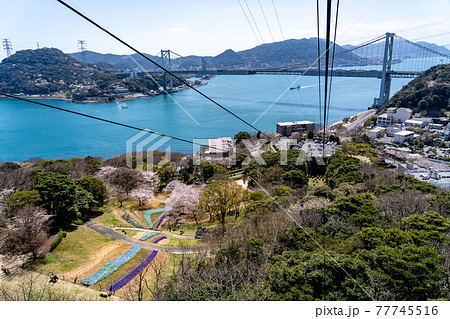 山口県下関市　火の山公園からのトルコチューリップ園と関門海峡の眺め 77745516