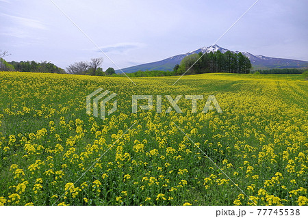 青森県弘前市十腰内　菜の花畑と岩木山 77745538