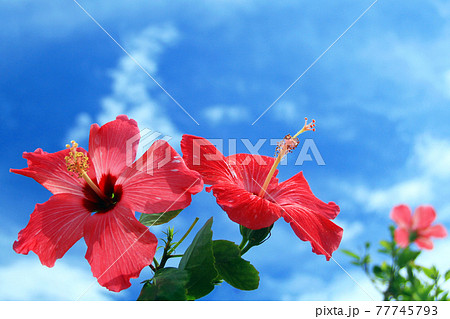 沖縄　宮古島の青空と赤いハイビスカス 77745793