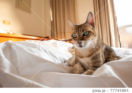 lazy and funny tabby cat lazy and funny tabby cat 77745865