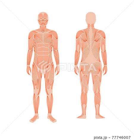 Human muscular system 77746007