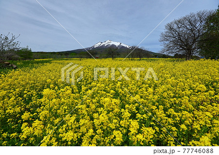 青森県弘前市 岩木山環状線沿いの菜の花と岩木山 青森県弘前市 岩木山環状線沿いの菜の花と岩木山 77746088