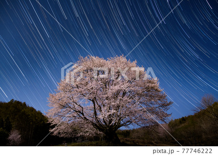 天王桜のスタートレイル　群馬県片品村　尾瀬　絶景撮影スポット 77746222