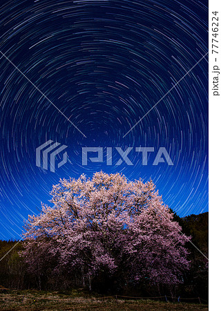 天王桜のスタートレイル　群馬県片品村　尾瀬　絶景撮影スポット 77746224
