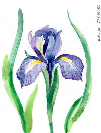 Blossoming iris flower. Ink and watercolor drawing Blossoming iris flower. Ink and watercolor drawing 77746236