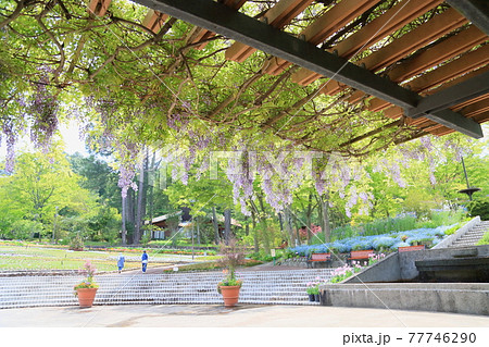 フジの花 フジの花 77746290