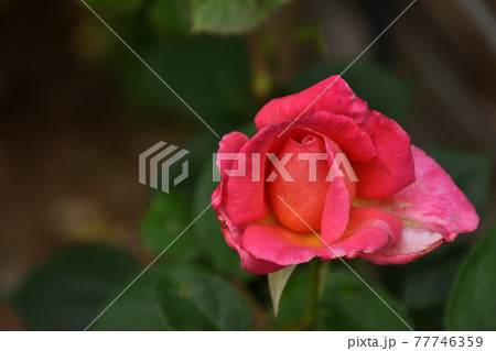 開き始めた真っ赤なバラの花 77746359