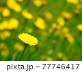 満開のタンポポ 77746417