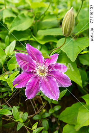 紫色のクレマチス花 蔓性植物の女王 の写真素材