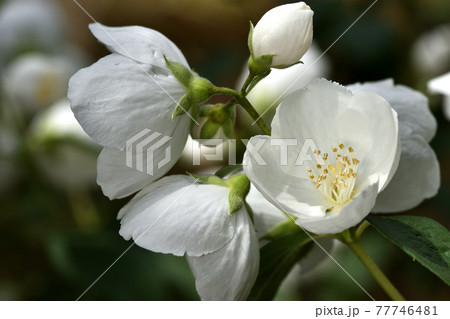 真っ白なバイカウツギの花 真っ白なバイカウツギの花 77746481