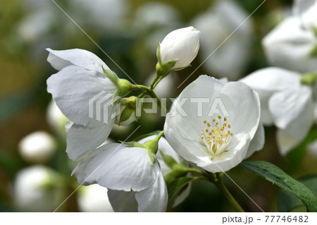 真っ白なバイカウツギの花 真っ白なバイカウツギの花 77746482