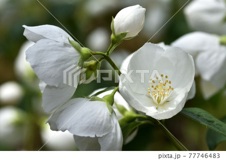 真っ白なバイカウツギの花 77746483