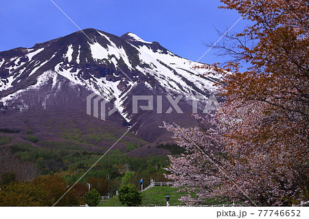 青森県弘前市　岩木山総合公園わんばく広場の桜と岩木山 77746652