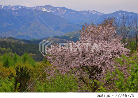 青森県弘前市　岩木山環状線からの桜と山々の景色 77746779