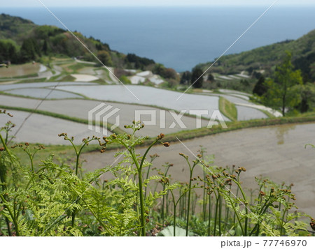 佐渡島、岩首地区の棚田の春（ワラビと水田） 77746970