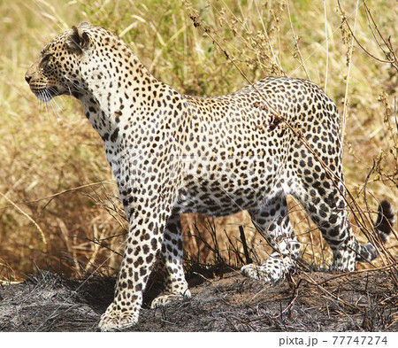 Beautiful pictures of Tanzania Beautiful pictures of Tanzania 77747274