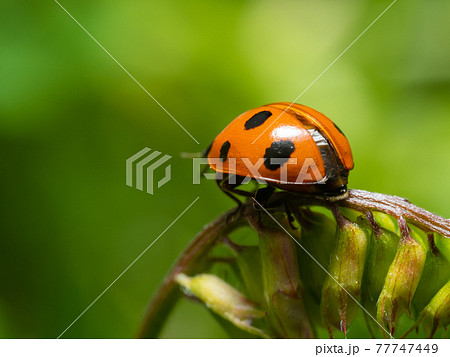 クサフジの茎の上を歩くてんとう虫 77747449