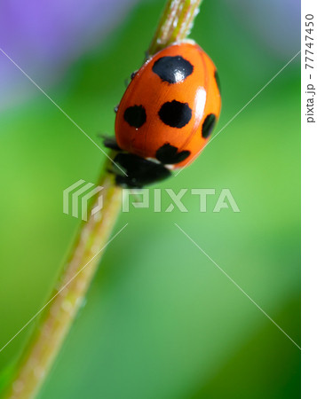 植物の茎にしがみつくナナホシテントウ 77747450