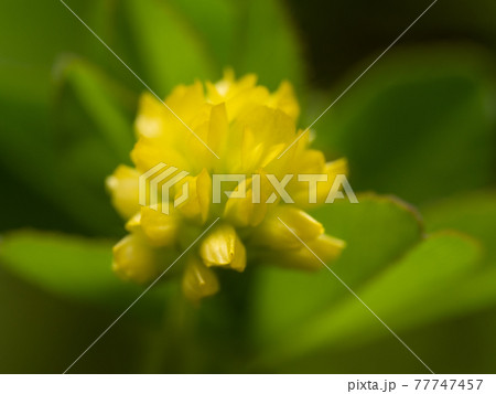 コメツブツメクサのマクロ写真 77747457