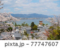 宮島の鳥居と桜 77747607
