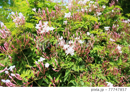 ジャスミンの花 ホワイトプリンセスの写真素材