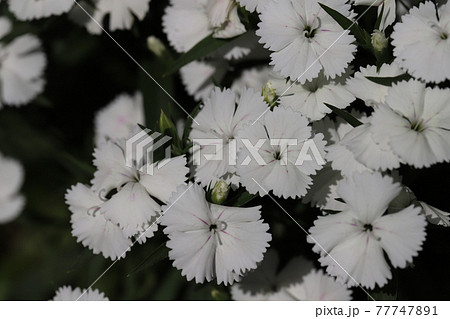 春の花壇に咲くセキチクの白い花 春の花壇に咲くセキチクの白い花 77747891