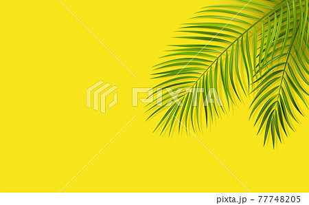 Green leaf of palm tree on yellow background Green leaf of palm tree on yellow background 77748205