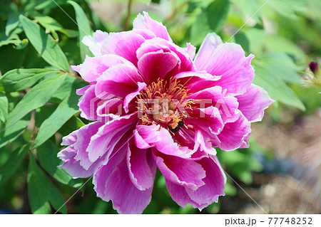 ボタンの花　王華錦 77748252