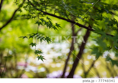 雨上がりの青紅葉が美しい新緑の風景 77748341